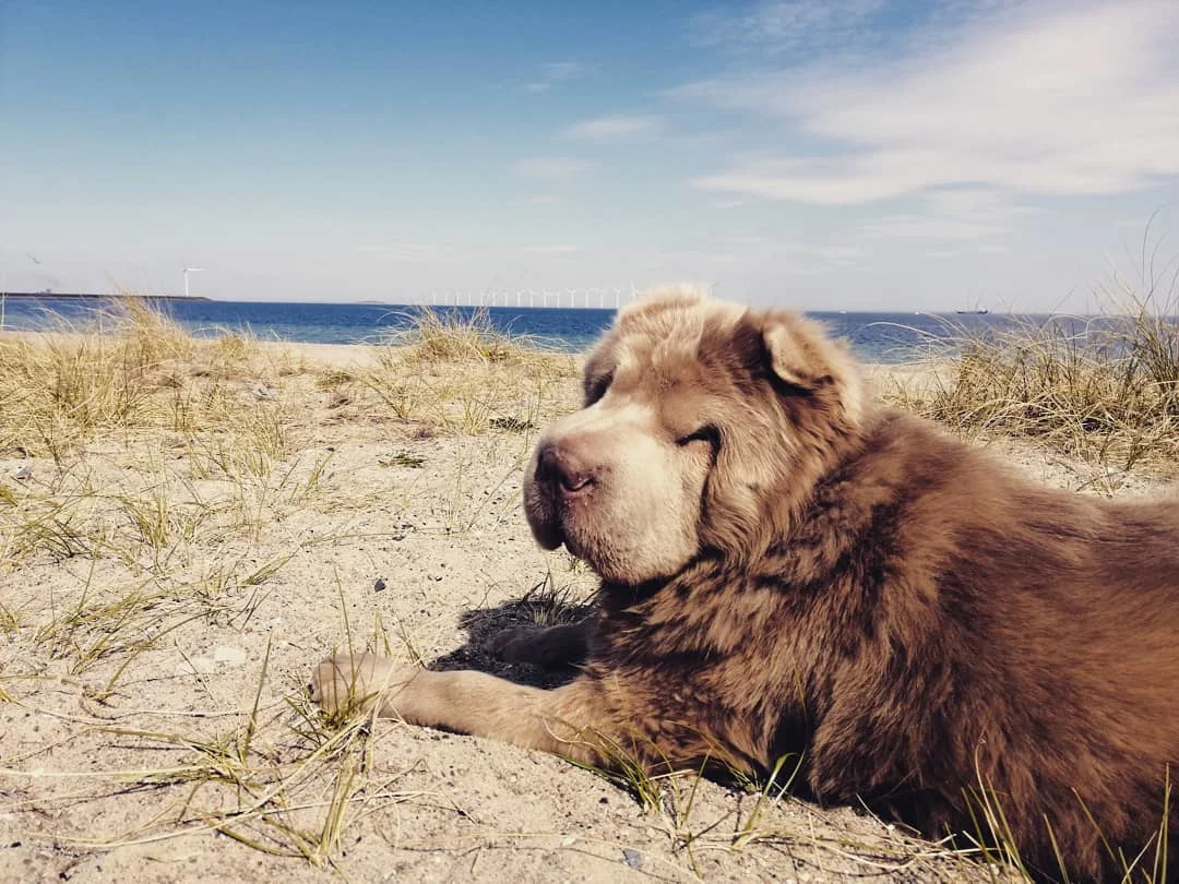 Long hair Chinese Shar-Pei Dog on a beach Leeloo 2